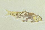 Pair of Bargain Fossil Fish (Knightia) - Green River Formation #131522-1